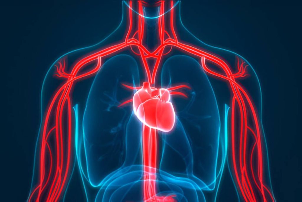 Blood Flow Through the Heart