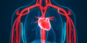 Blood Flow Through the Heart