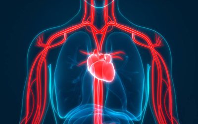 Blood Flow Through the Heart